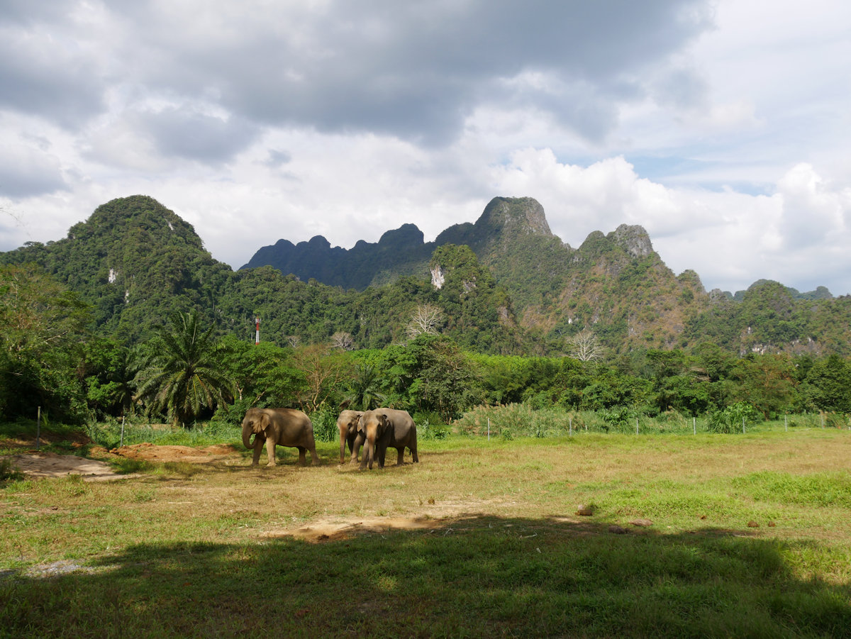 Khao Sok - Elephant Hills - Elephant Sanctuary