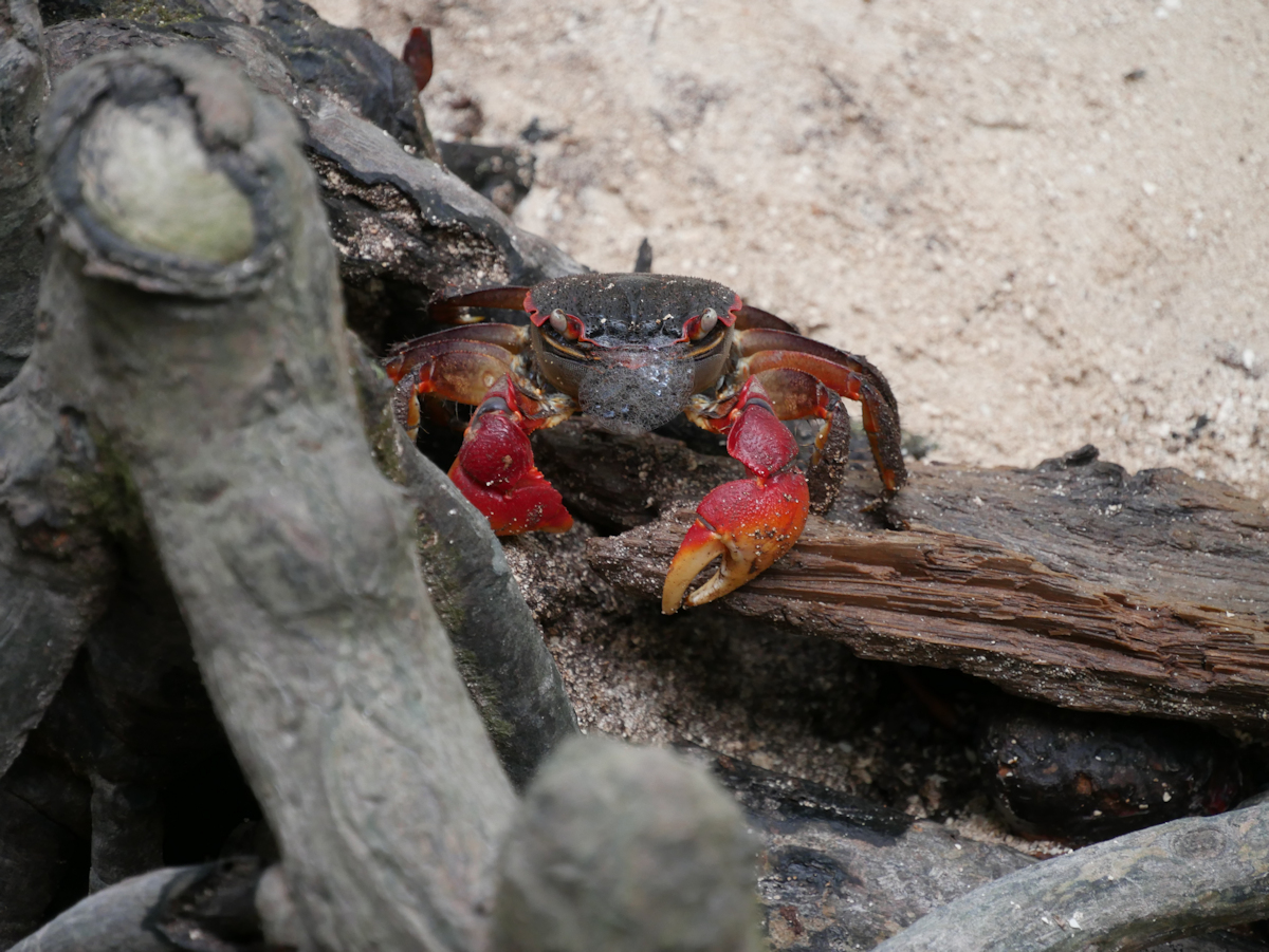 Spider Crab auf Curieuse