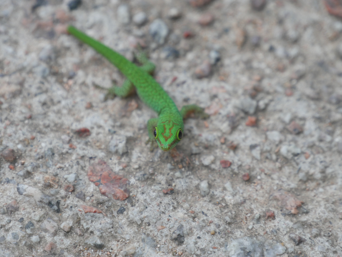 Kleiner Gecko