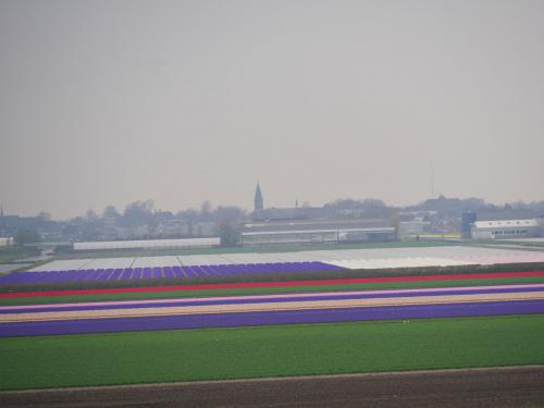Tulpenfelder / Fields of Tulips