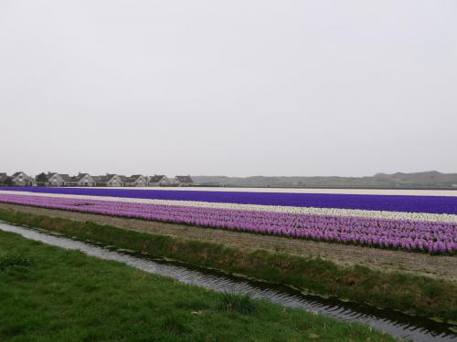 Julianadorp Hyazinthenfeld / Field of hyacinths