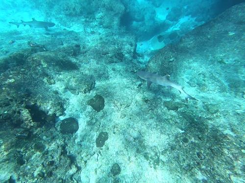 Weißspitzenriffhaie vor der Anse Marron