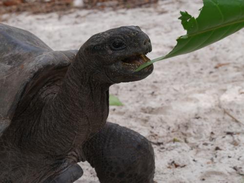 Aldabra Schildkröte auf Curieuse