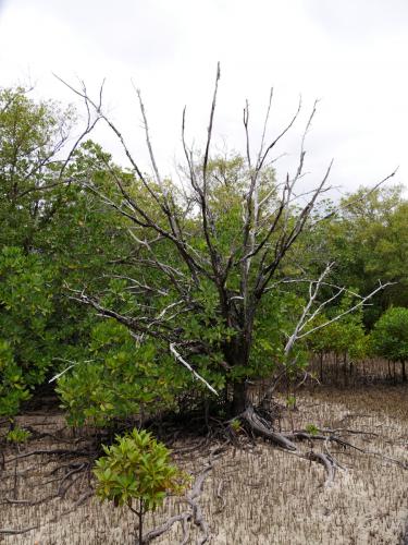 Mangroven-Landschaft auf Curieuse