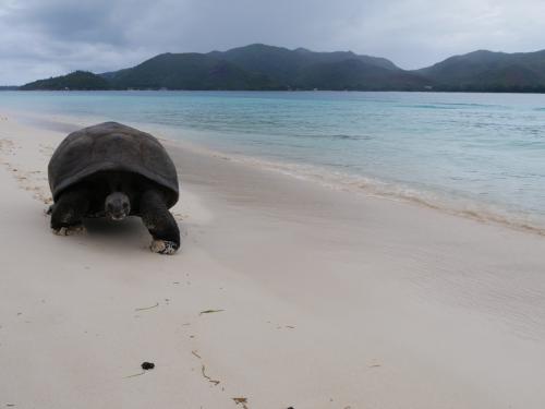 Aldabra Schildkröte an der Anse St Jose, Curieuse