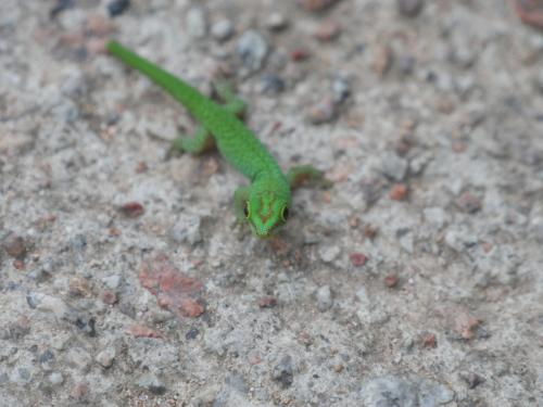 Gecko vor der Haustür